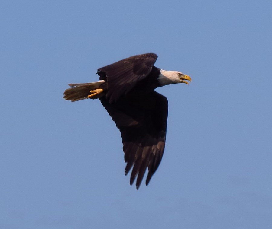 Bald Eagle D. tundra -BattleCreekCypressSwamp_FlagPondRP_CalvertCliffsSP