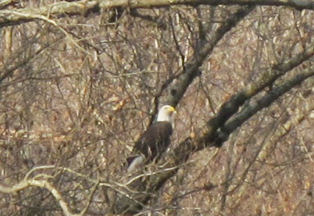 Bald Eagle Gunpowder Falls December 2014