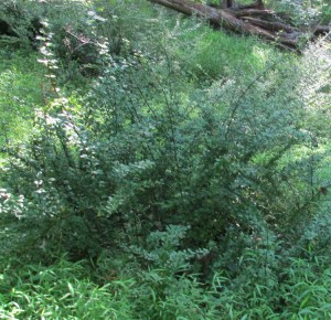 Barberry_Japanese_GunpowderFalls_120812