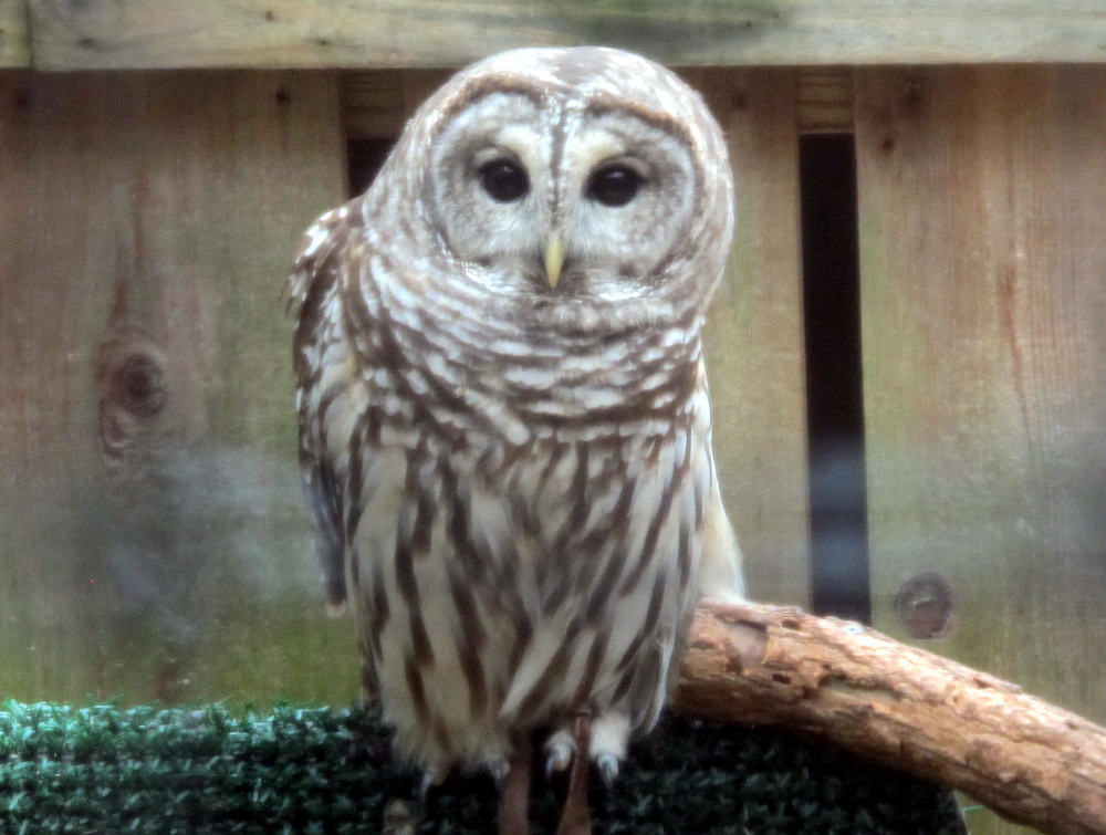 Barred Owl Soldier's Delight 151128