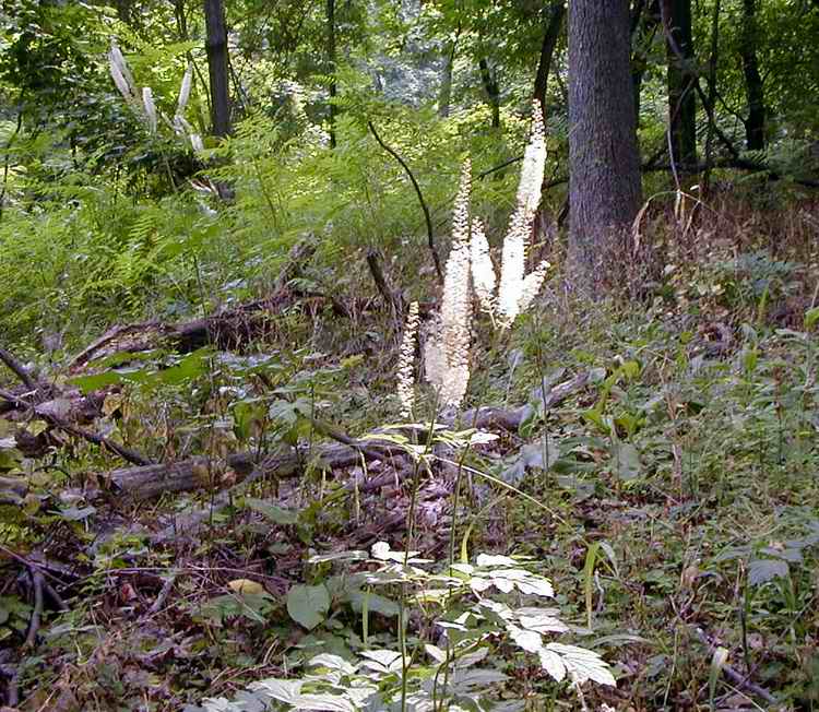 Black Cohosh – Hiker's Notebook