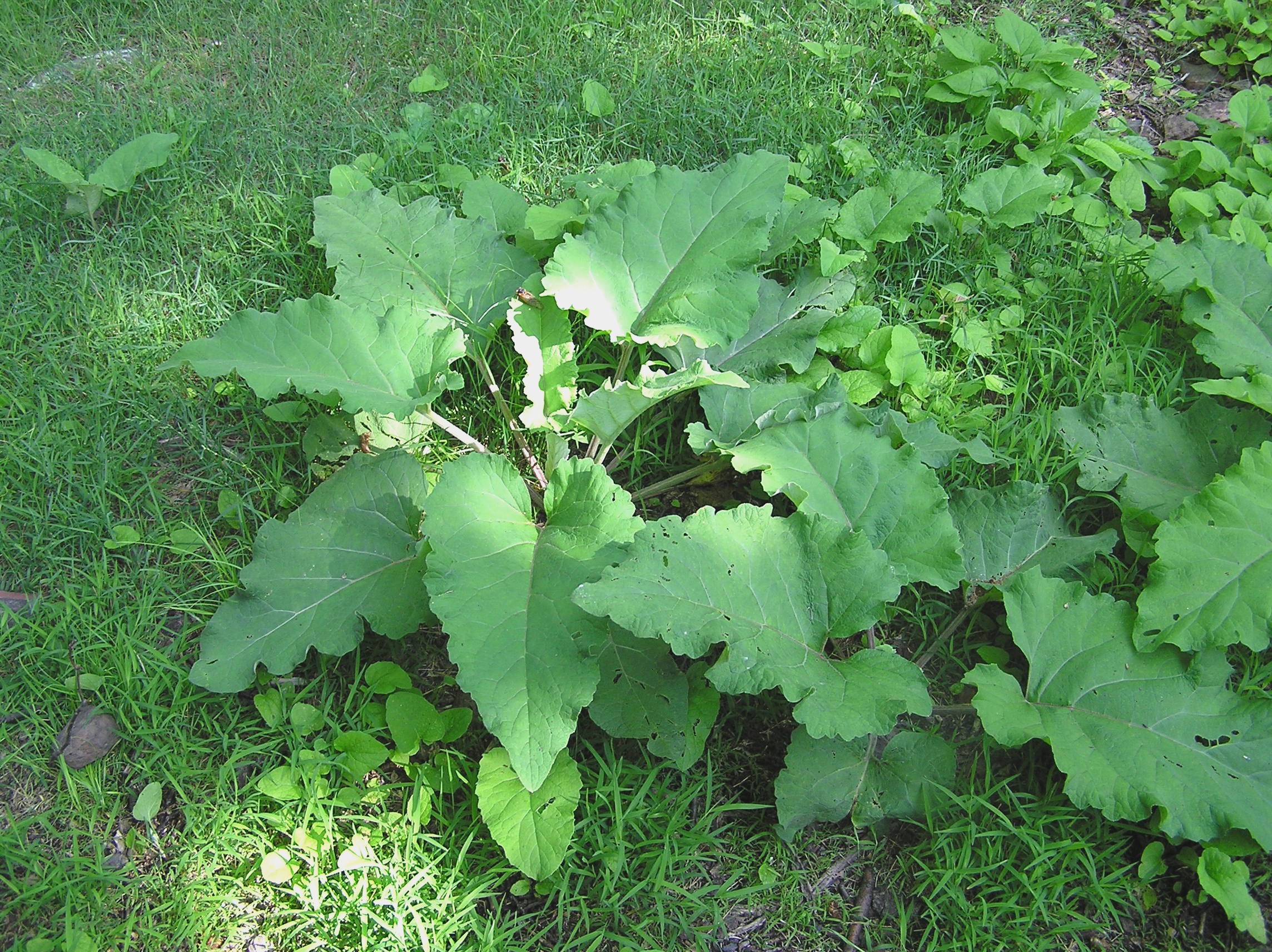Burdock Gerhard Shelter 5-29-04