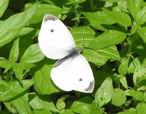 Cabbage White Butterfly White Oak HNB_040613