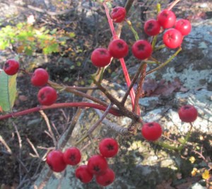 Mountain Ash Sorbus americana fruit2 AT Compton 171014