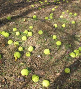 Osage Orange2 Woodstock Patapsco 171104