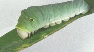 Swallowtail Eastern Tiger Larva