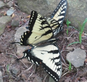 Swallowtail Tiger Mating3