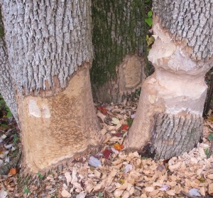 Beaver Tree CO Canal