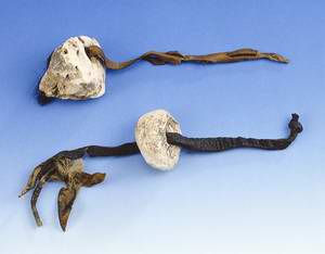 BirchPolypore_OtsiThong