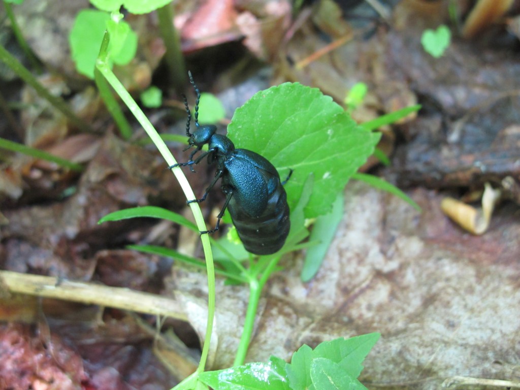 Blister beetle Family eloidae Pocosin Trail 180513
