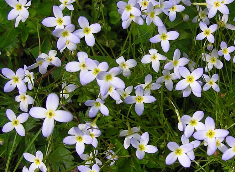 Bluets – Hiker's Notebook