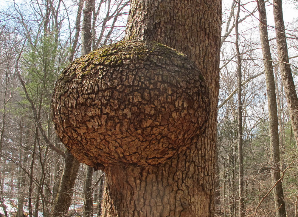 Burl Jeremy's Run 1Mar14