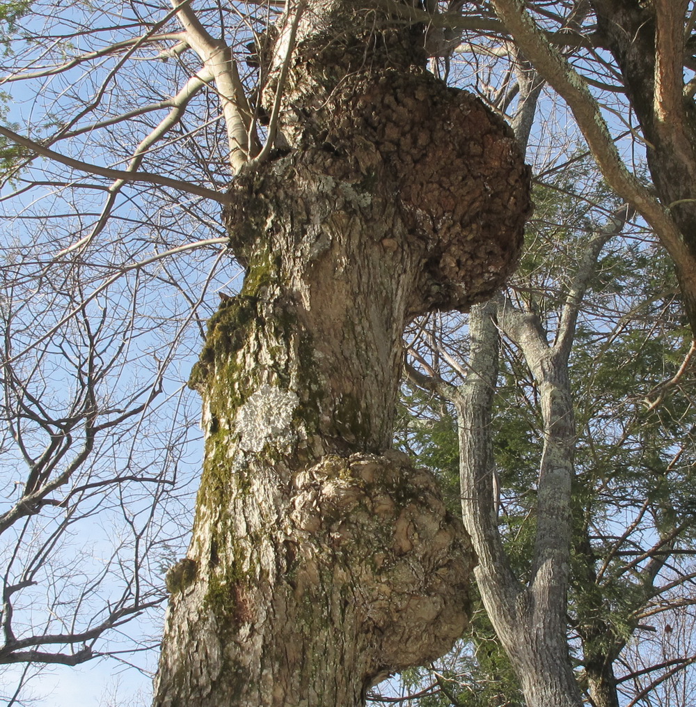 Burl Insect Burls – Hiker's Notebook