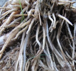 Cattail Roots_141001