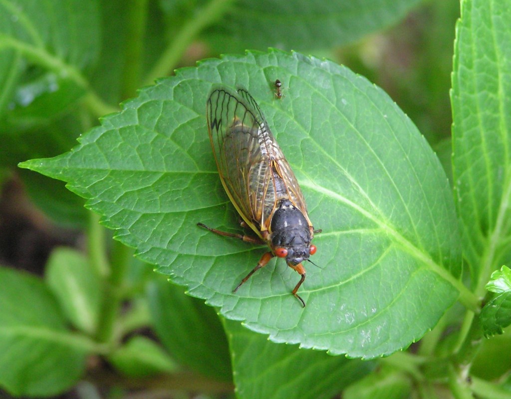 Cicada ColumbiaCrop 5-16-04