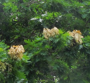 Cicada Tree effects WV 160619