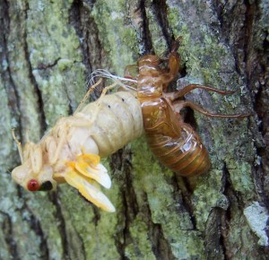 cicada_emerging