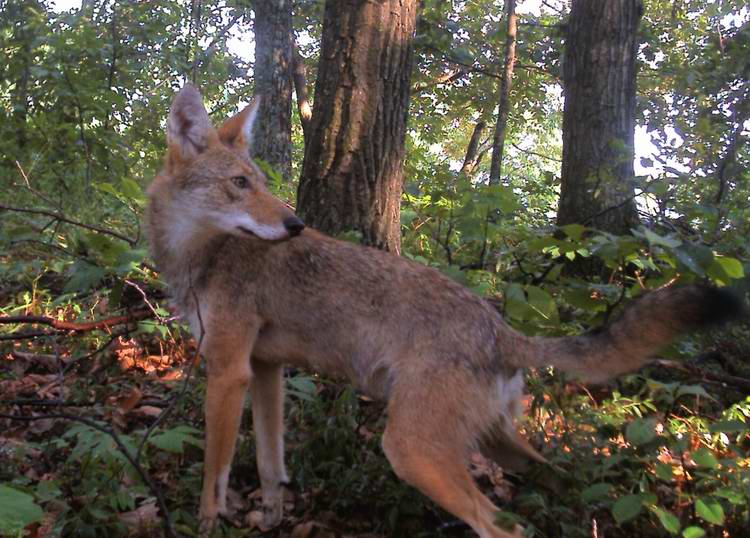 Coyote_MegatransectAT_17July2007