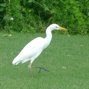 Egret Great Maui Sep2013