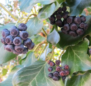 English Ivy Berries Harper's Ferry 150131