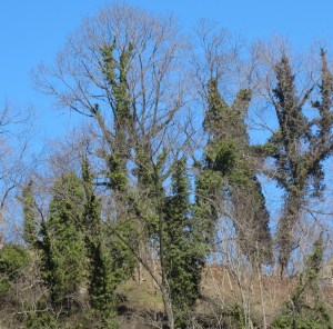 English Ivy Invasion Harper's Ferry 150131