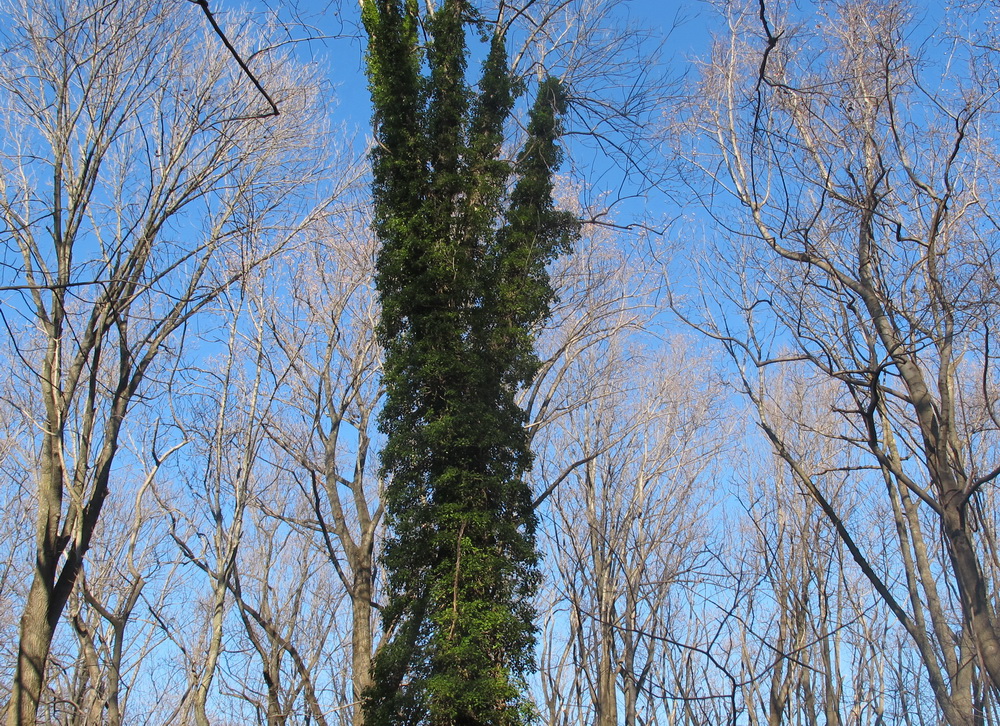 English Ivy Patapsco Tree Dec2014