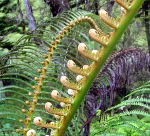 Fiddlehead Fern Maui 130922