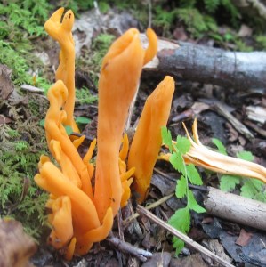 FungiRepro_Orange Earth Tongue Microglossum rufum l 2011-07-23