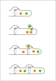 FungusReproduction_ClampConnections