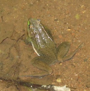 Green Frog Seneca Creek 5 July 2014