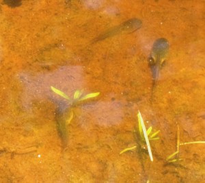 Green Frog Tadpoles