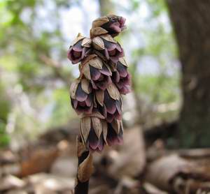 IndianPipeLike_PinesapSweet3_MonotropsisOdorata_DavidCox_26Mar2010