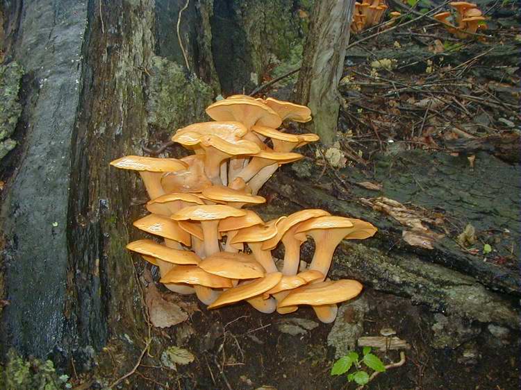Jack O'Lantern – Omphalotus illudens – Hiker's Notebook