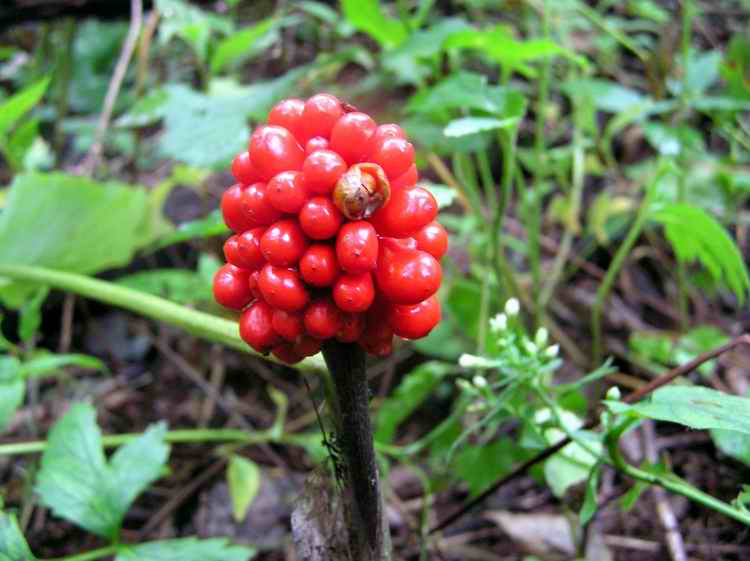 Jack-in-the-Pulpit  Hiker's Notebook