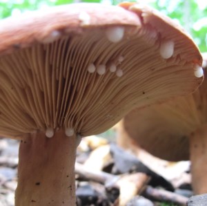 LactariusVolemus Gills_WV North Fork 150712