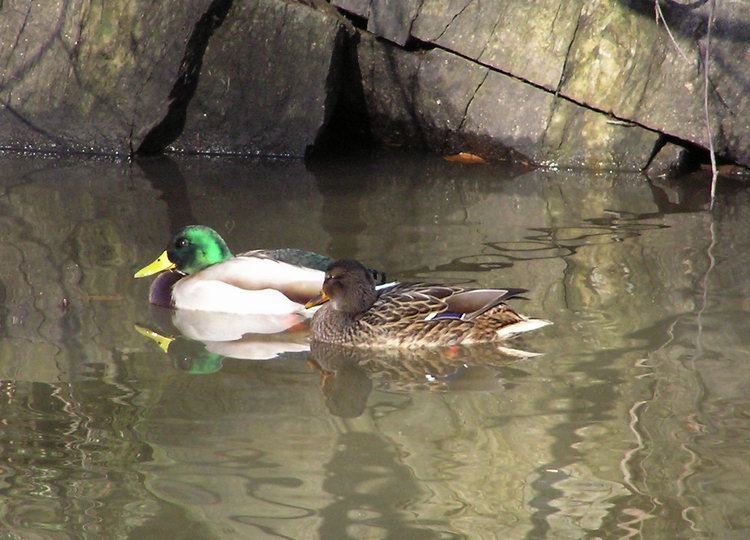 mallard turducken
