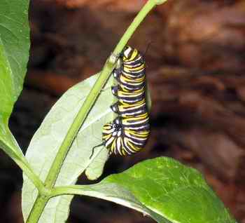 MonarchCaterpillar_oc_050821