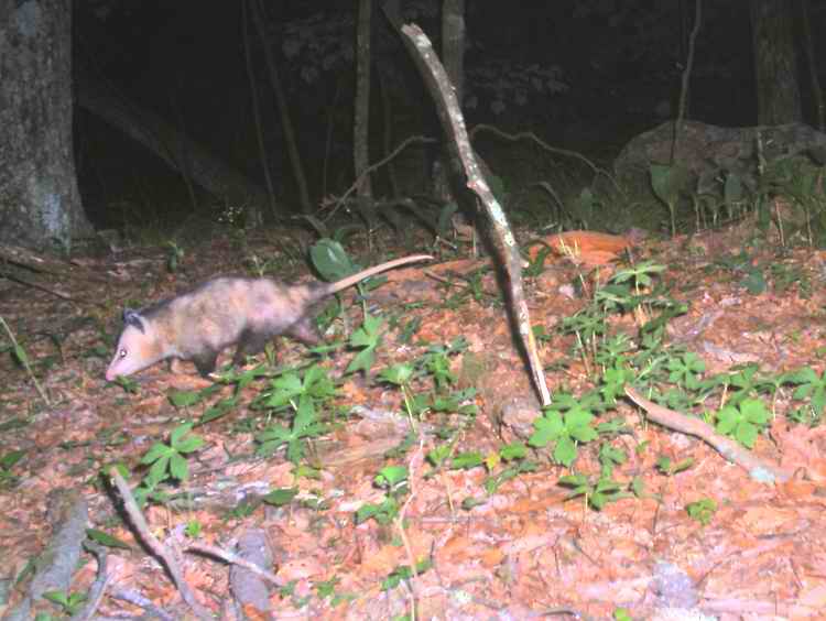 Oppossum_Megatransect_Summer2007