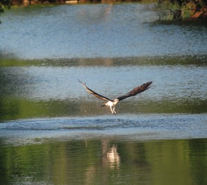 Osprey hunting - G. Barton