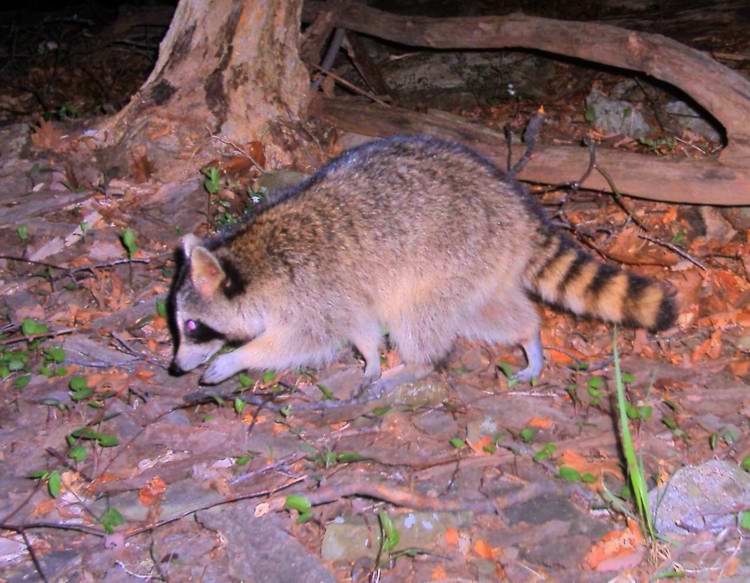 Racoon_Megatransect2007