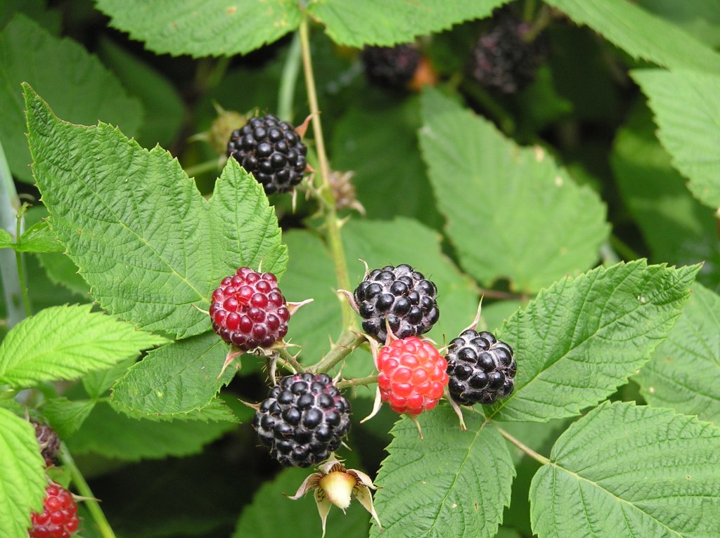 Michigan Black Raspberry Black Raspberry – Hiker's Notebook