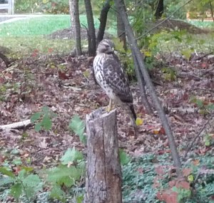 Red-Tailed Hawk Juvenille_Columbia_Oct2010