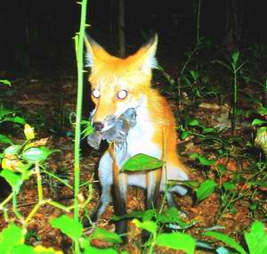 RedFox and Voles 2008