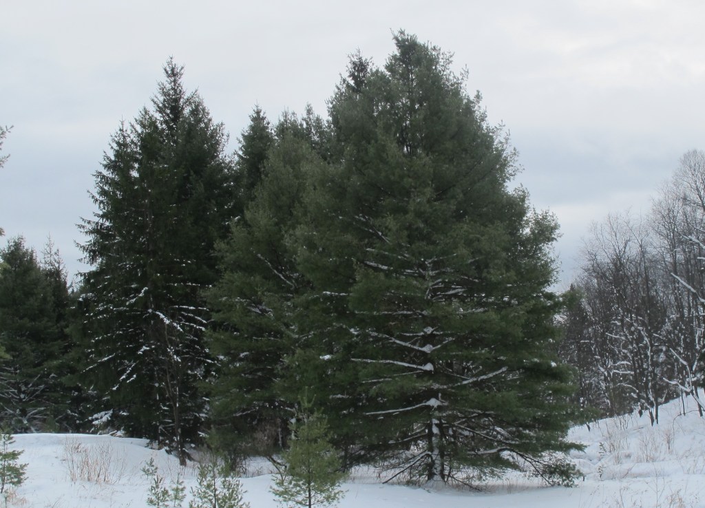 RedSpruce_CanaanValleyWV_101230