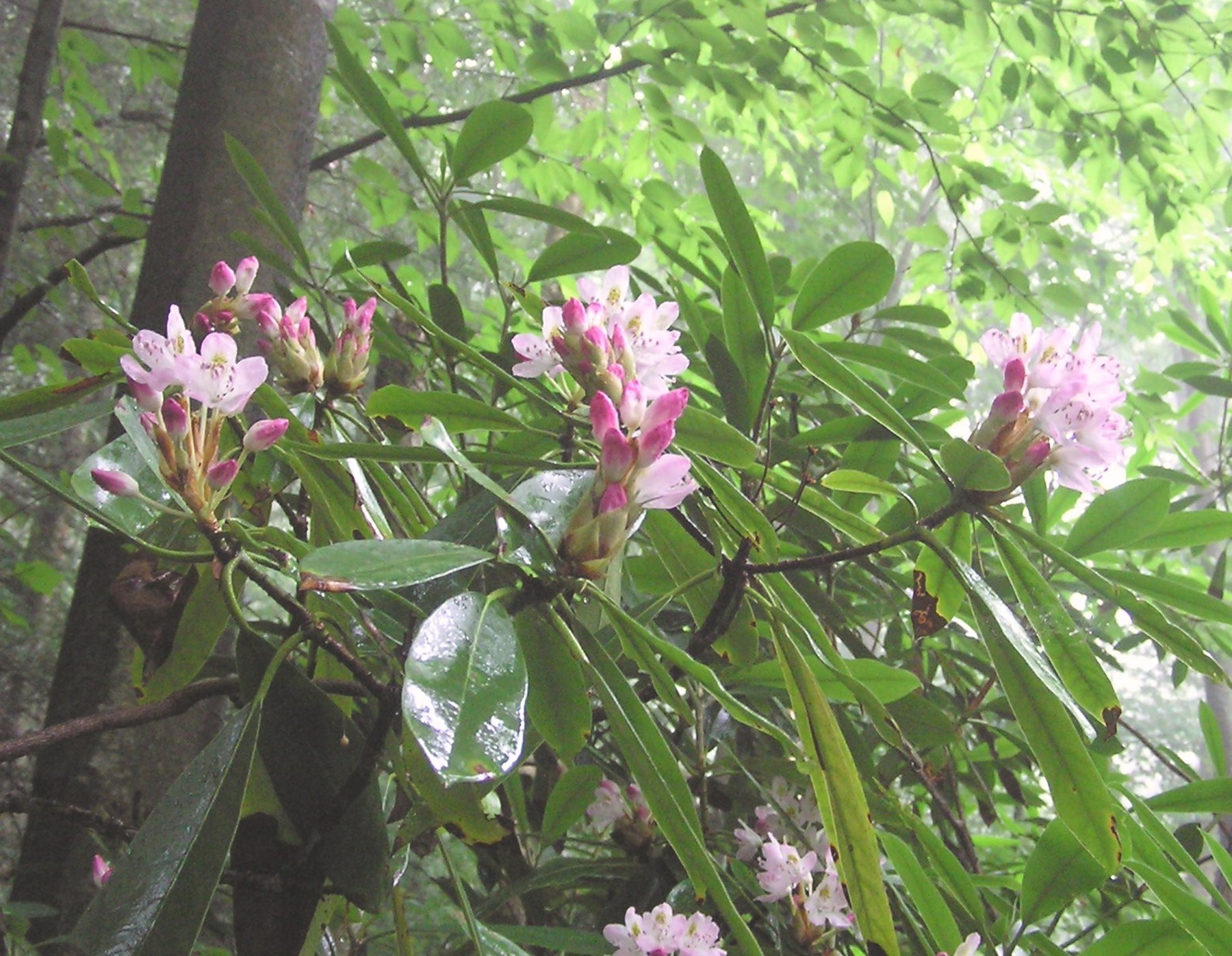 Rhododendron  Hiker's Notebook