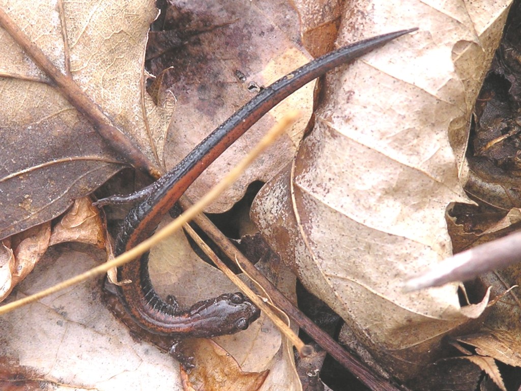 SalamanderRed-Backed2_Massa_Loop_Tr_3_27_04