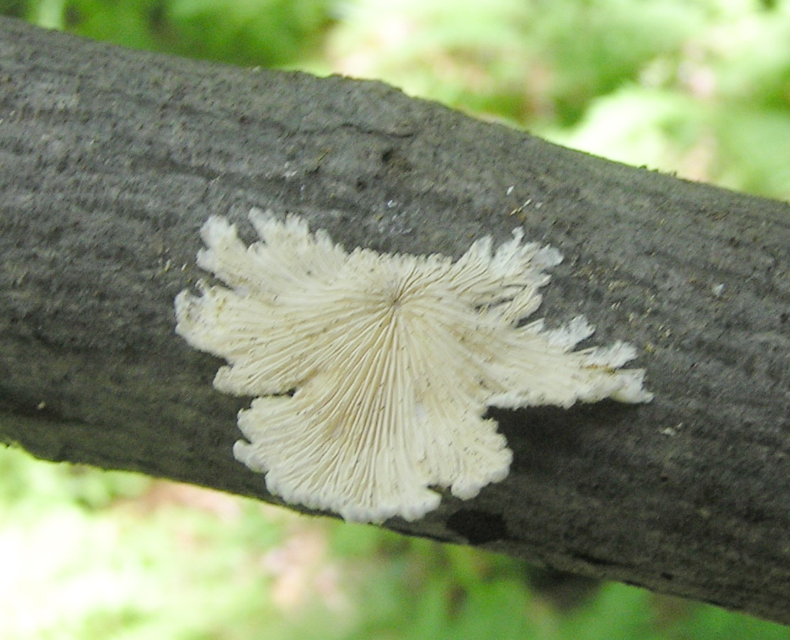 Fungal Reproduction (Mushroom Sex) – Hiker's Notebook