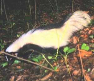 skunk_AposematicColor_Megatransect2007