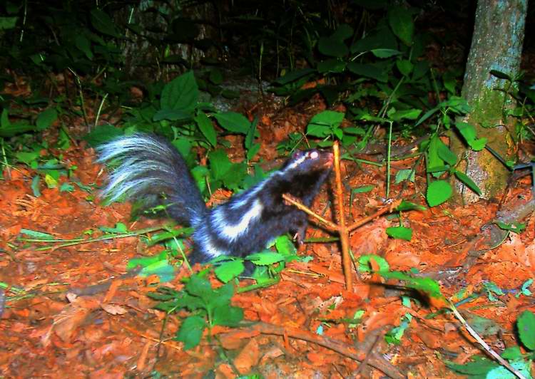 Skunk_Megatransect2008