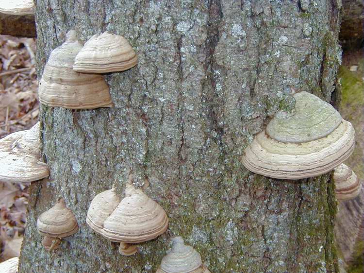 Tinder Polypore Grp White Oak Tr 11 Nov 03